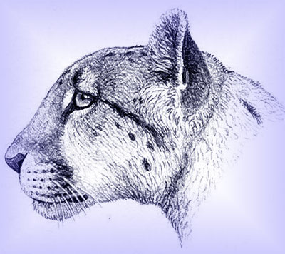 Gepard советник бесплатно